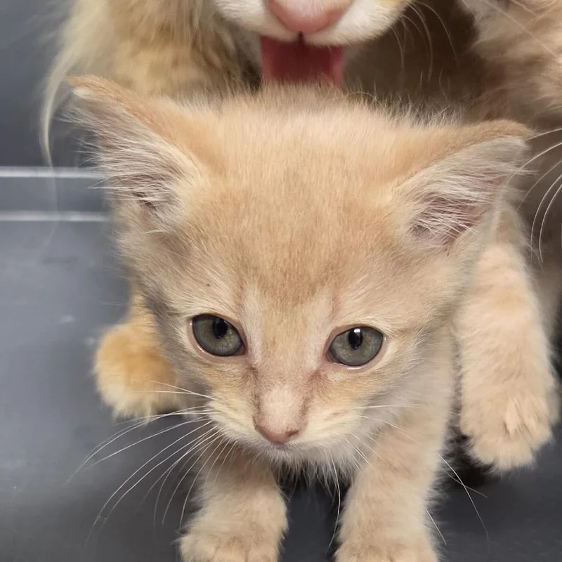 A baby small-sized male Buff / Tan / Fawn Domestic Short Hair cat named Clay Boy for adoption in Leander, TX