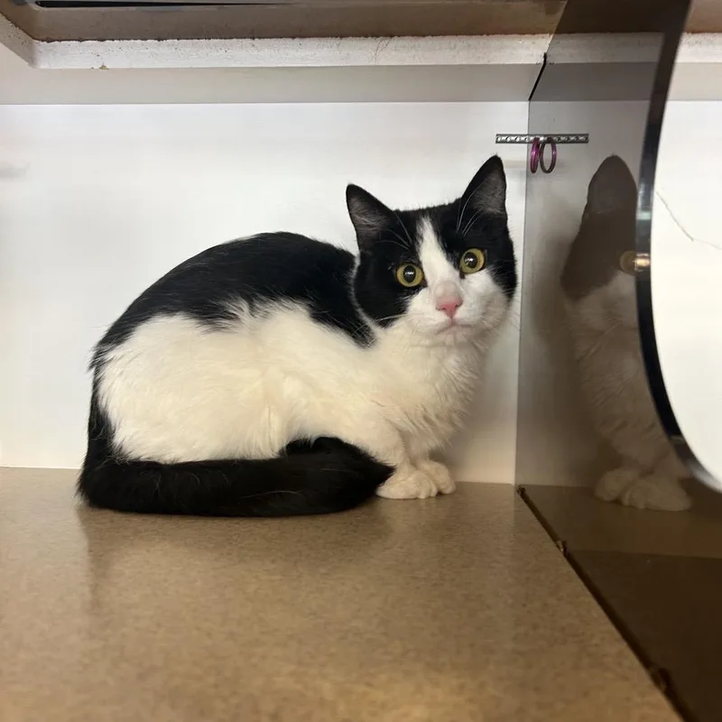 A young medium-sized male Black Domestic Short Hair cat named Leo for adoption in Park City, UT