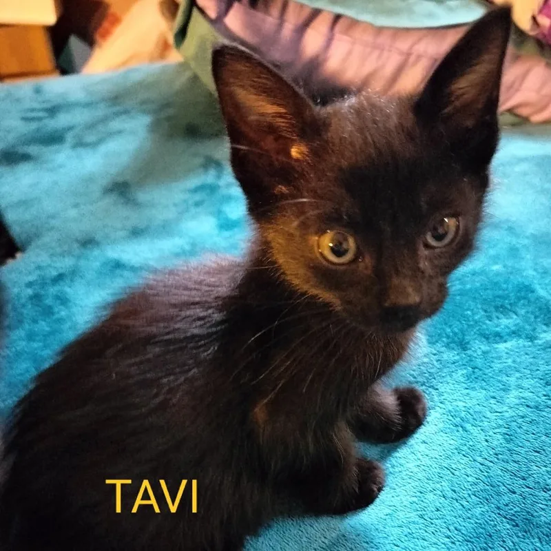 A baby medium-sized male Black Domestic Short Hair cat named Tavi for adoption in Westminster, CA