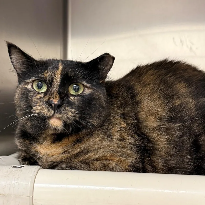 An adult medium-sized female Tortoiseshell Domestic Short Hair cat named Luuka for adoption in St. Augustine, FL