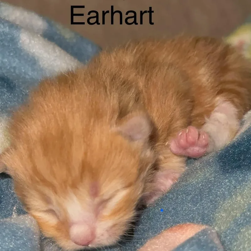 Earhart  C thumbnail 6