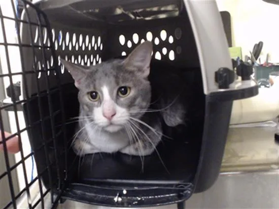 A young small-sized male Domestic Short Hair cat named Nitro for adoption in Denver, CO