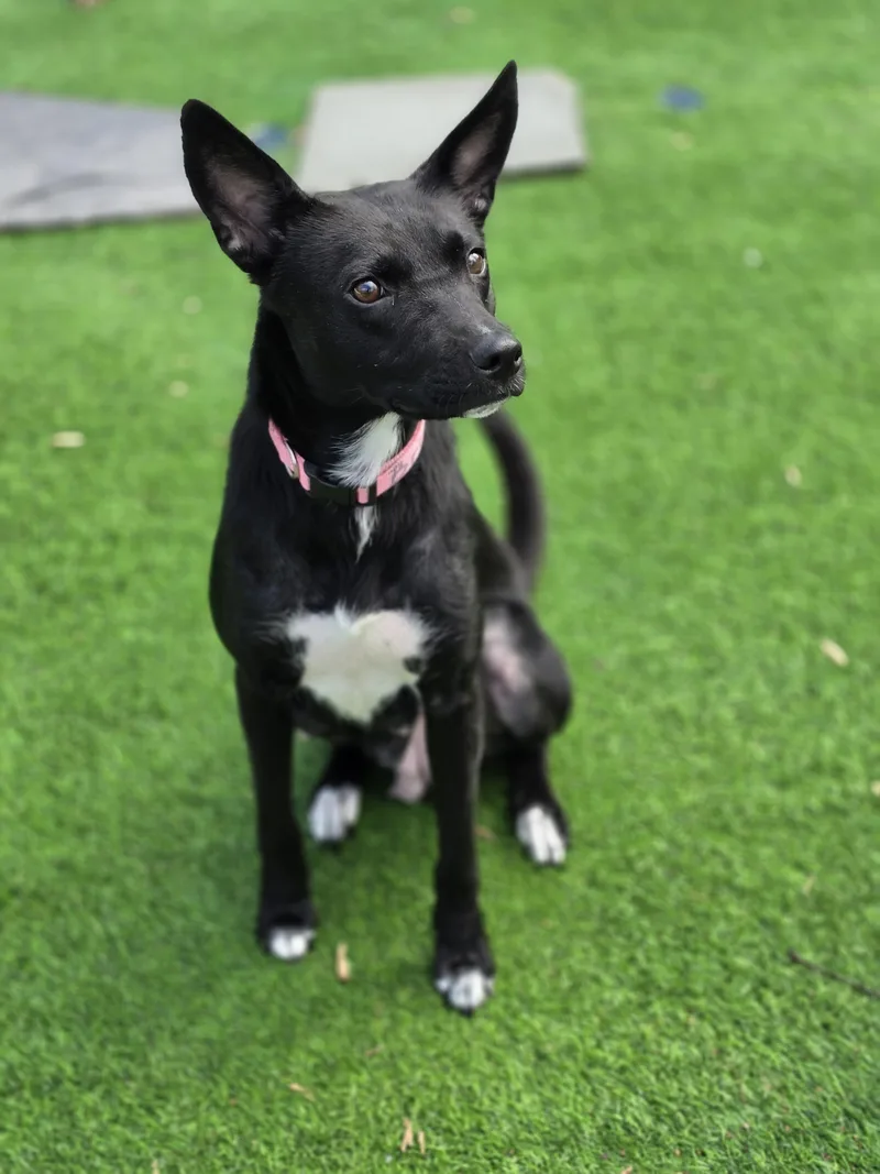 A young medium-sized female Black Shepherd dog named Millie for adoption in Blairstown, NJ