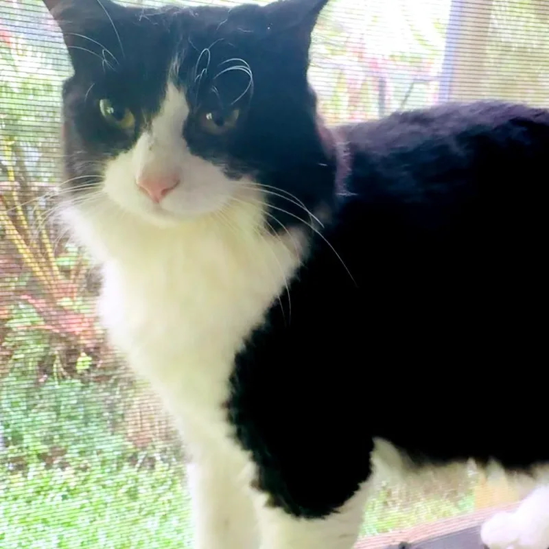 A young small-sized female Black Domestic Medium Hair cat named Twinkle for adoption in Volcano, HI