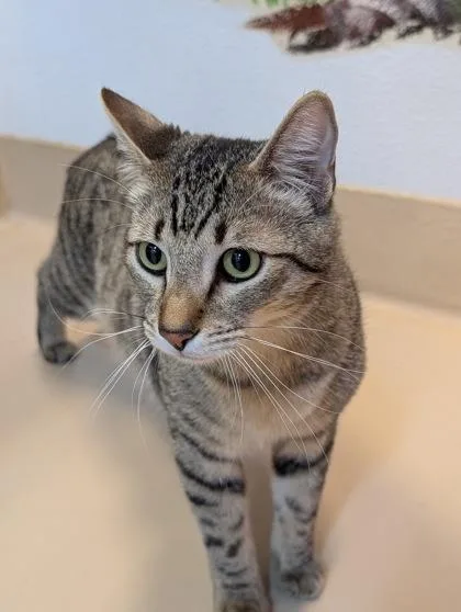 A young large-sized male Domestic Short Hair cat named Buttercup for adoption in Pleasanton, CA