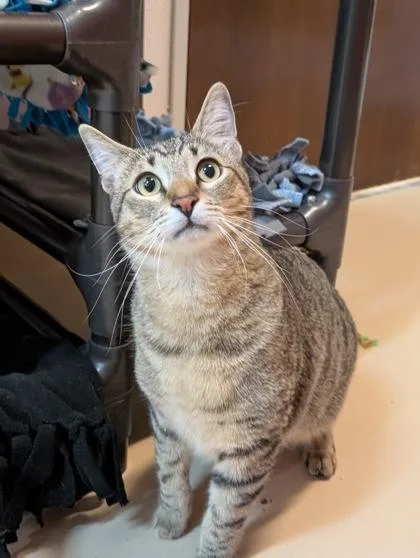 Buttercup thumbnail 2