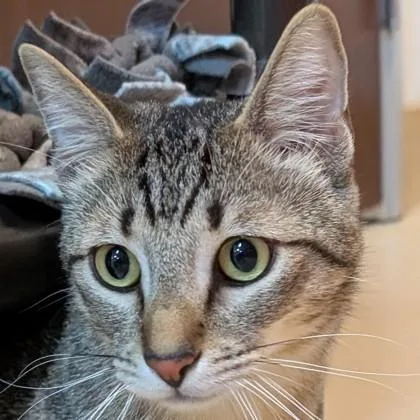 Buttercup thumbnail 3