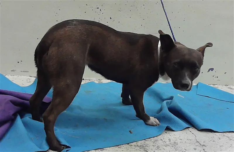 An adult medium-sized female Staffordshire Bull Terrier dog named Pamela for adoption in Houston, TX