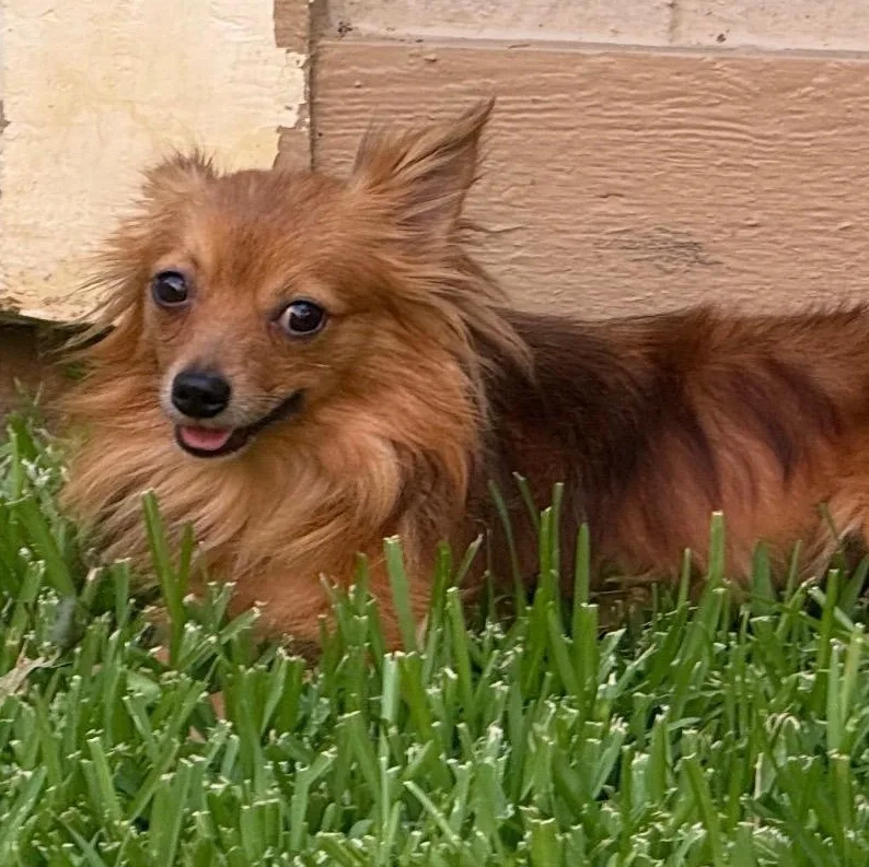 A young small-sized male Red / Chestnut / Orange Pomeranian dog named Kody for adoption in Carrollton, TX