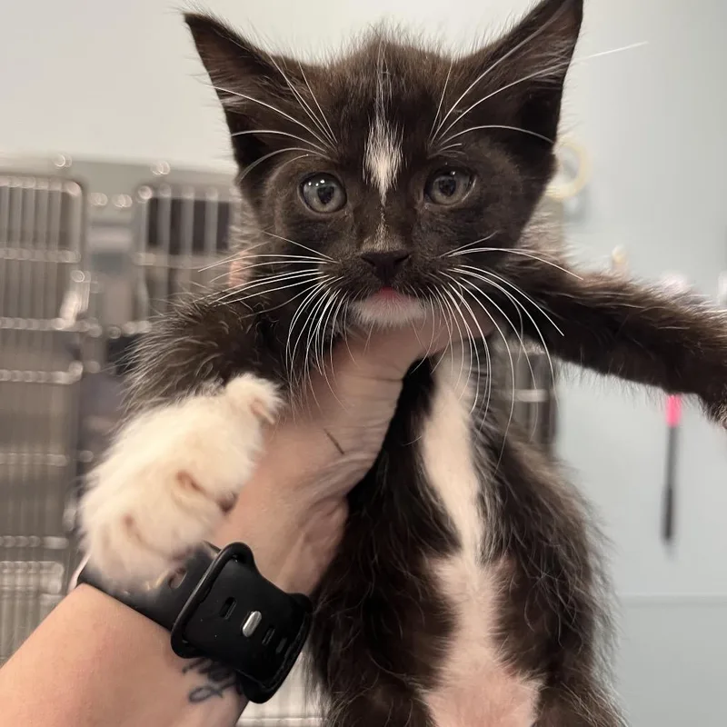 A baby small-sized male Black Domestic Short Hair cat named Kaiser Roll for adoption in Greensboro, NC