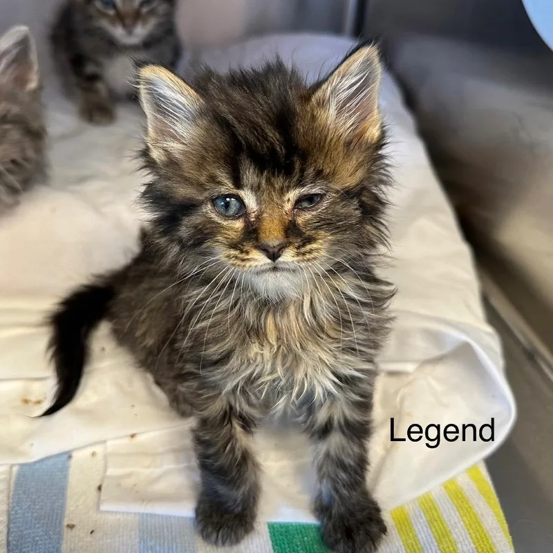 Legend thumbnail 2