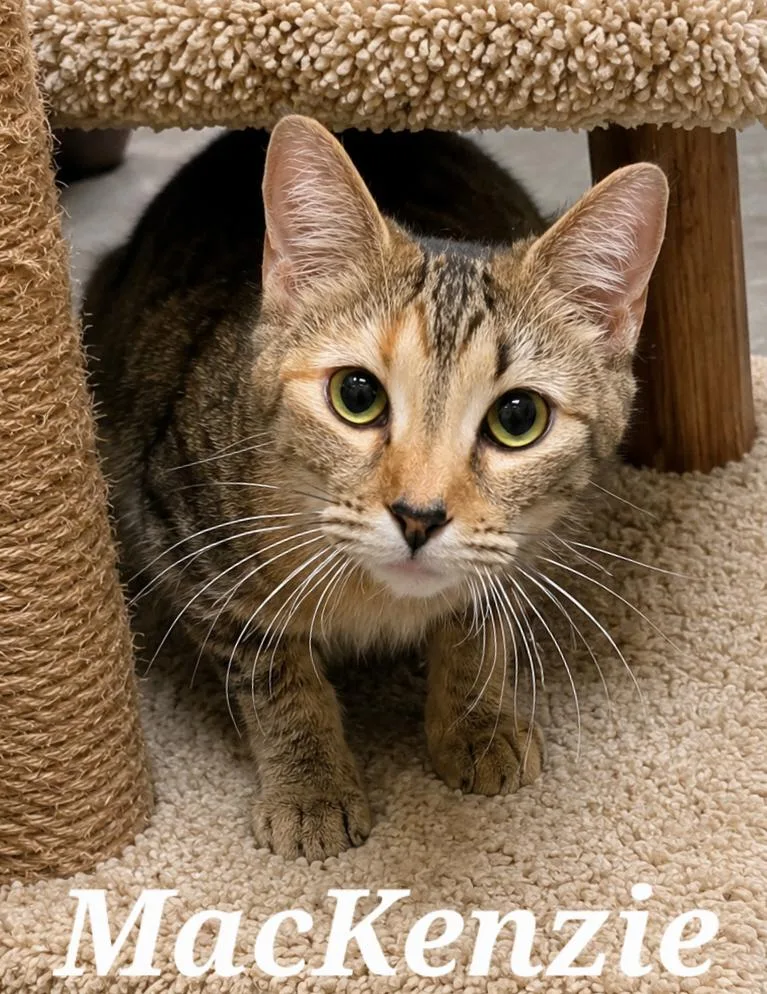 A young medium-sized female Tabby (Brown / Chocolate) Tabby cat named Mackenzie for adoption in Monroeville, PA