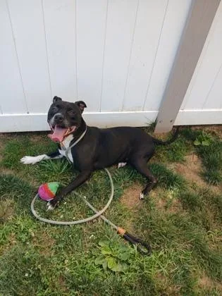 An adult medium-sized male Mixed Breed dog named Kylo for adoption in Fallston, MD