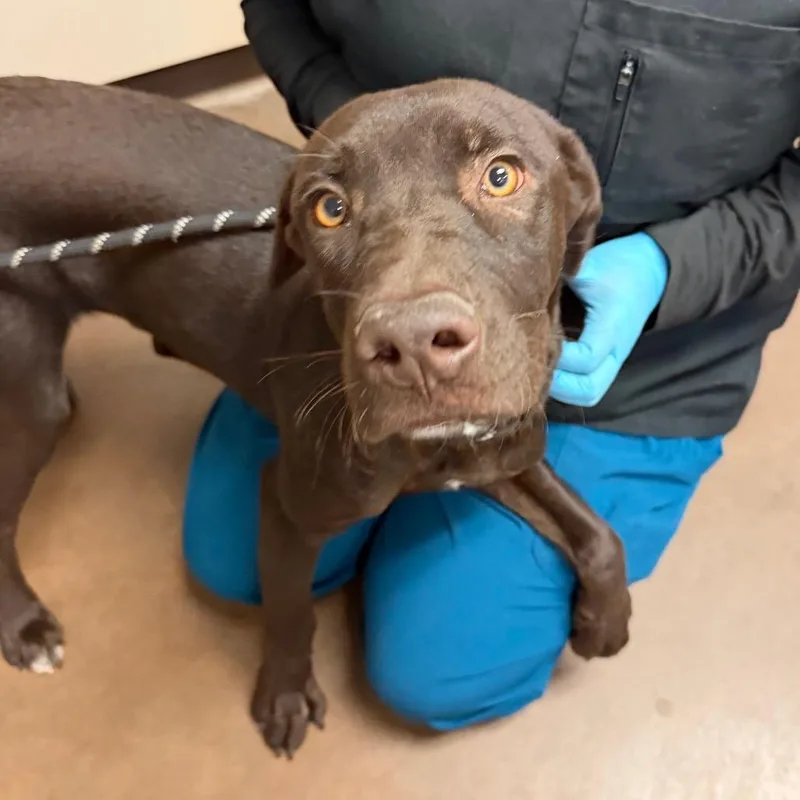 A young medium-sized male Brown / Chocolate Chocolate Labrador Retriever dog named Pizza for adoption in Flagstaff, AZ