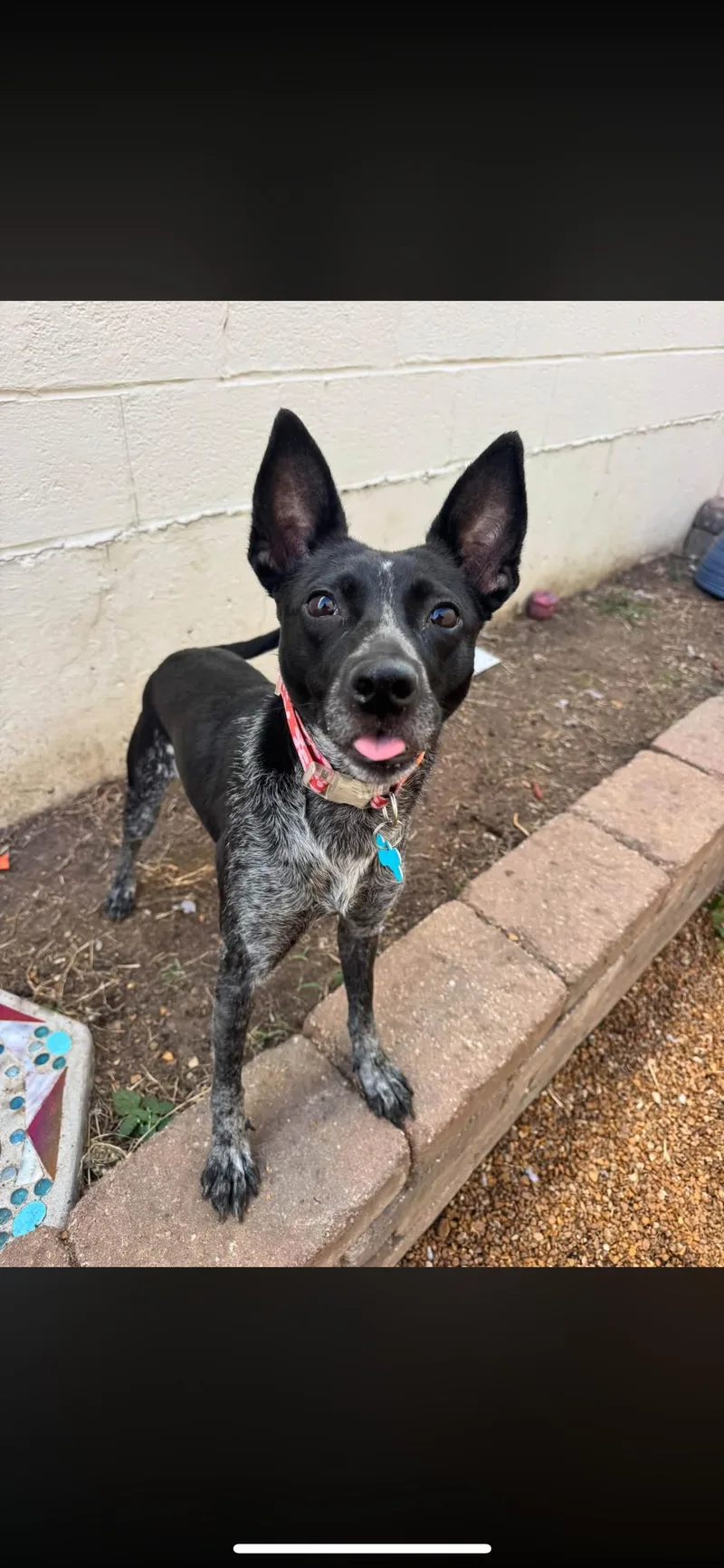 An adult medium-sized female Australian Cattle Dog / Blue Heeler dog named Bindi for adoption in St. Louis, MO