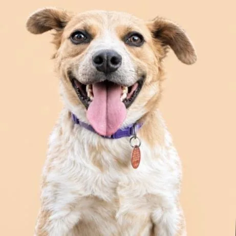 An adult small-sized male Cattle Dog dog named Survivor for adoption in Kim, CO