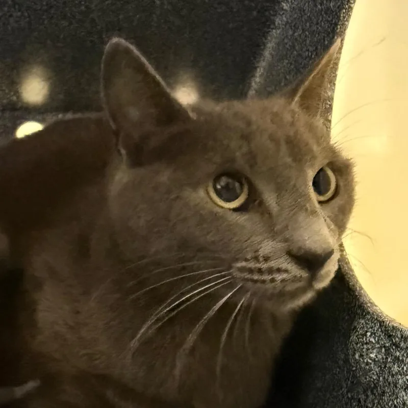 An adult medium-sized female Gray / Blue / Silver Domestic Short Hair cat named Meridian for adoption in Birmingham, AL