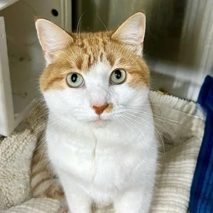 Thunder Cat thumbnail 2