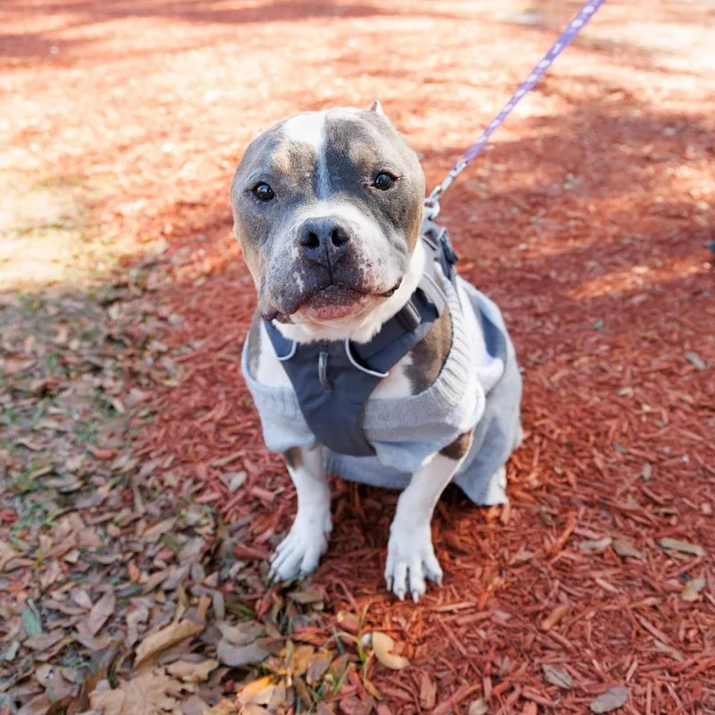 Doug Dimmadome thumbnail 2