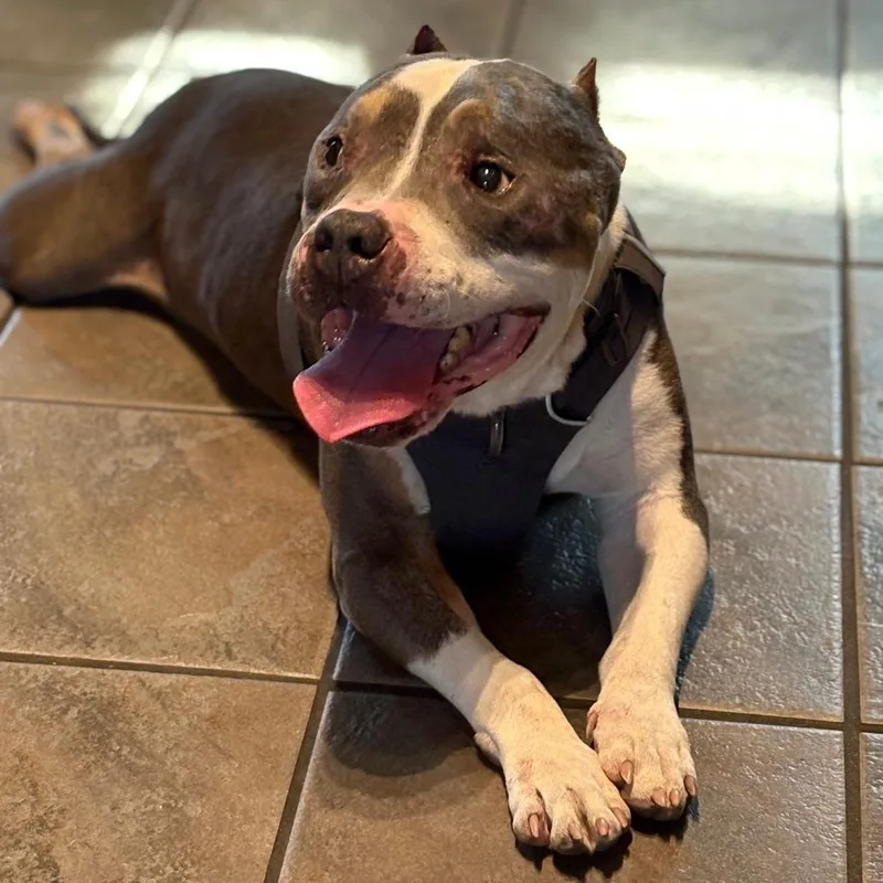 Doug Dimmadome thumbnail 3