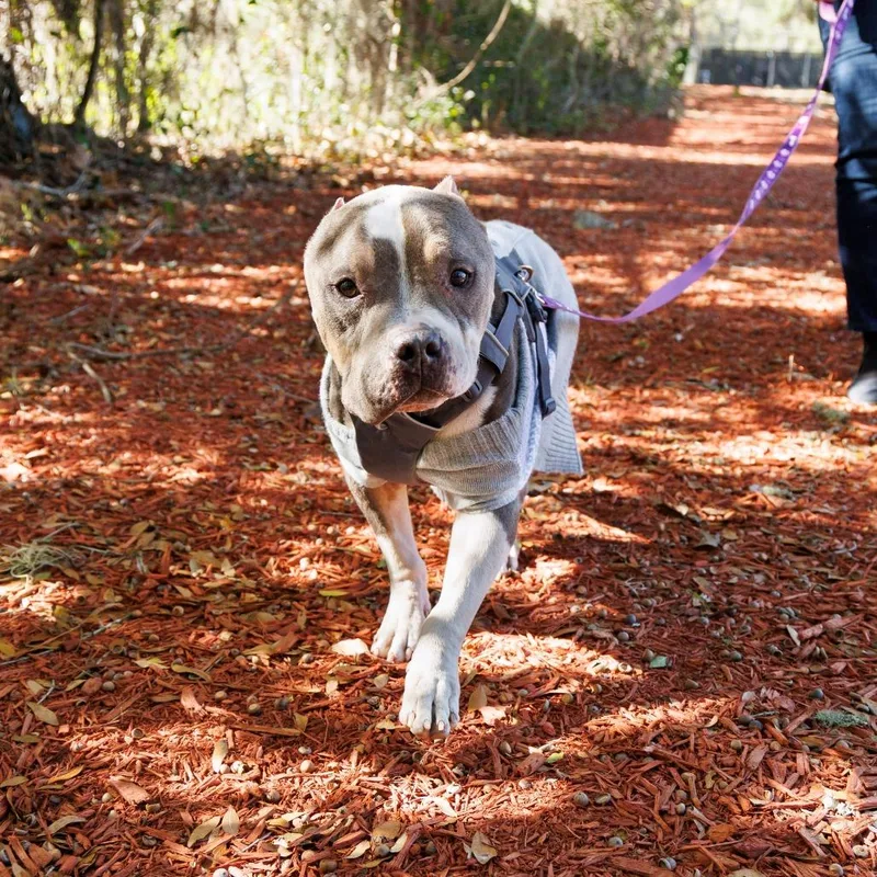 Doug Dimmadome thumbnail 4