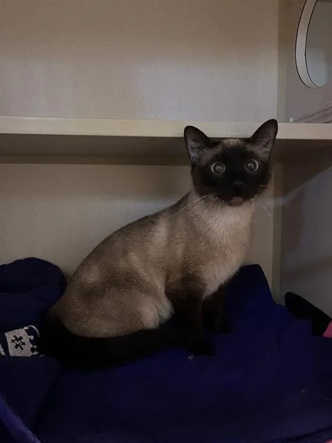 An adult small-sized female Siamese cat named Martha for adoption in Alameda, CA