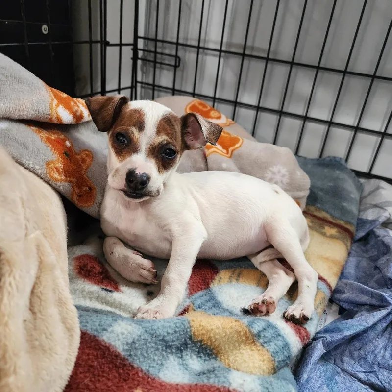A baby medium-sized female White / Cream Mixed Breed dog named Valentina for adoption in Boaz, AL