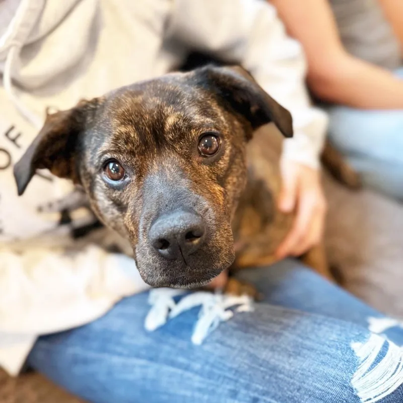An adult medium-sized female Brindle Mixed Breed dog named Nesta for adoption in Oshkosh, WI