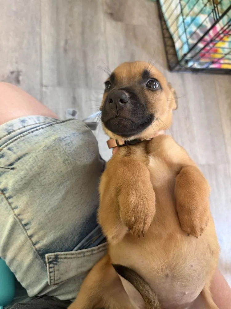 A baby small-sized female American Bulldog dog named Koda light pink for adoption in Lakeland, FL