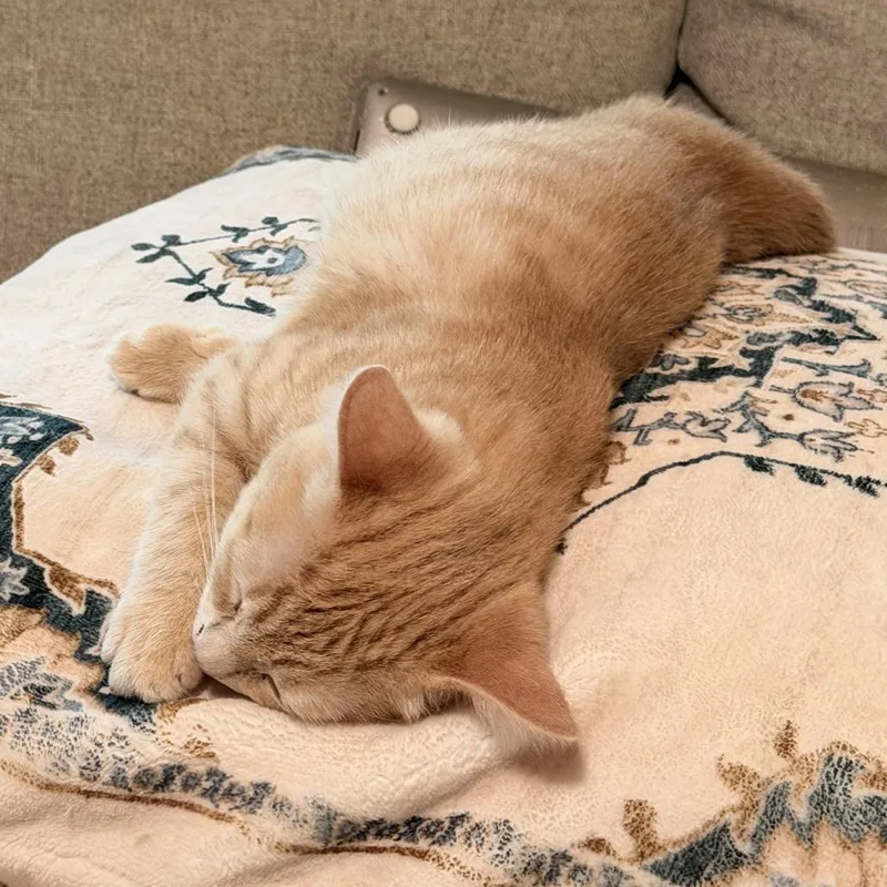 A baby small-sized female Orange / Red Domestic Short Hair cat named Conga for adoption in Long Beach, CA