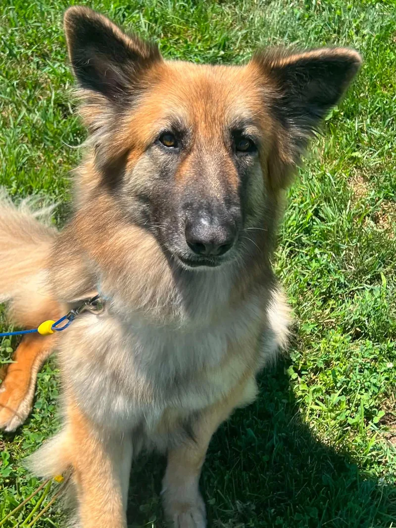 An adult large-sized male Bicolor German Shepherd Dog dog named Arlo for adoption in Dysart, IA