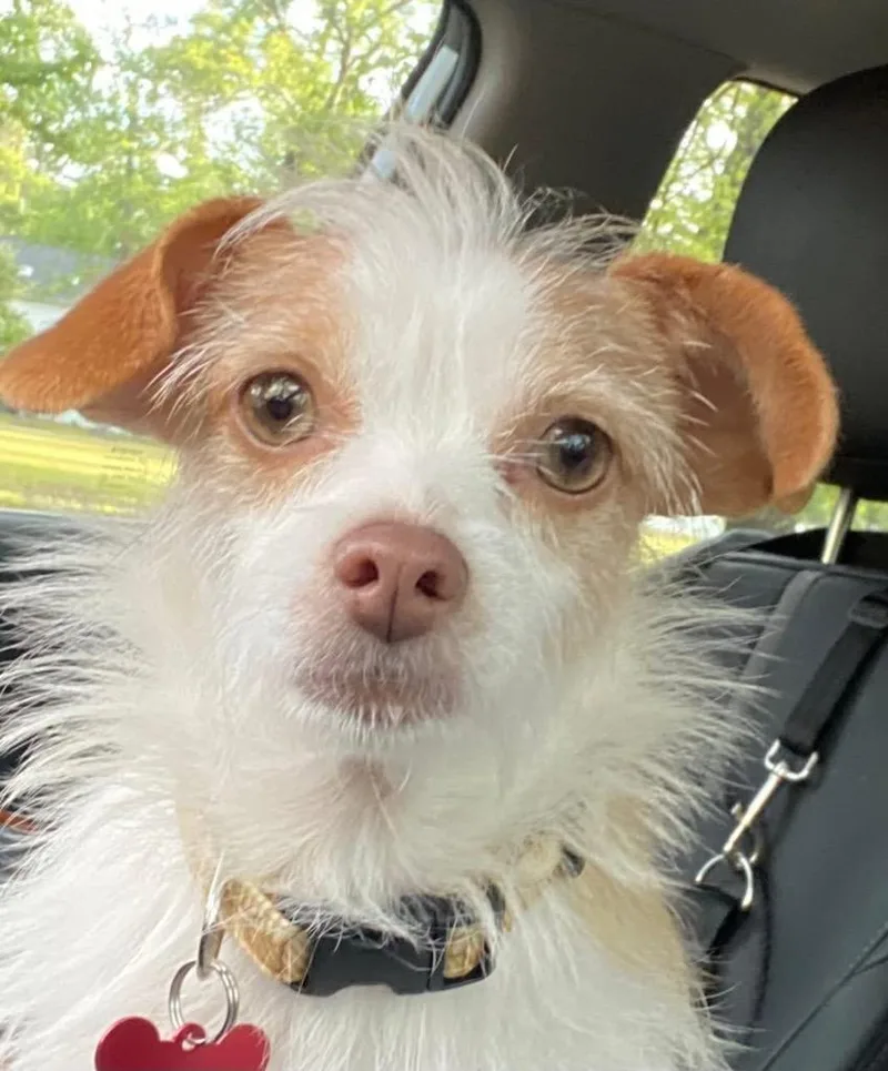 A young small-sized female Cairn Terrier dog named Olive for adoption in CONROE, TX
