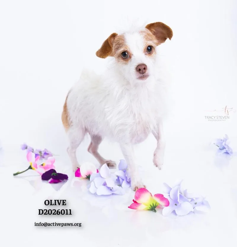 Olive thumbnail 3