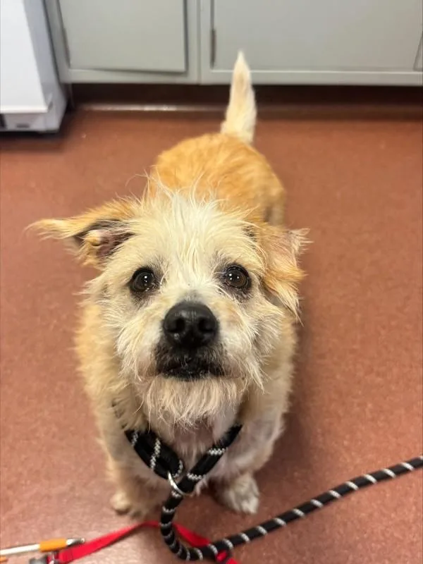 An adult small-sized female Terrier dog named Concha for adoption in Oakland, CA