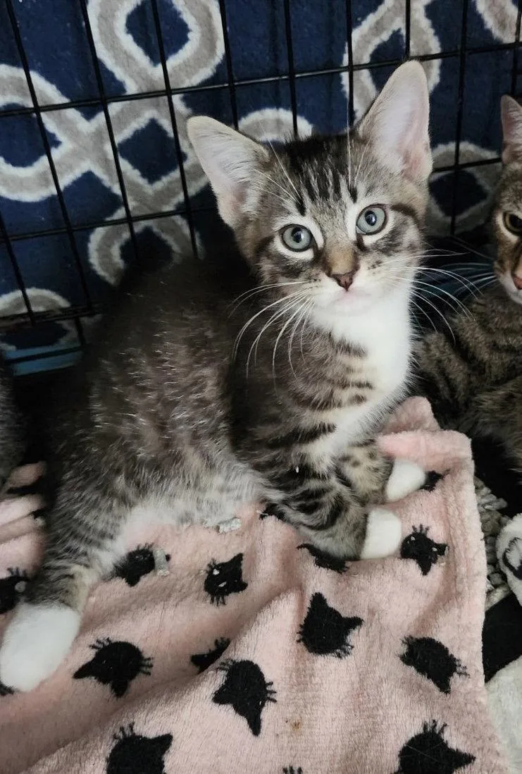 A baby medium-sized female Domestic Short Hair cat named Donut for adoption in Dublin, OH
