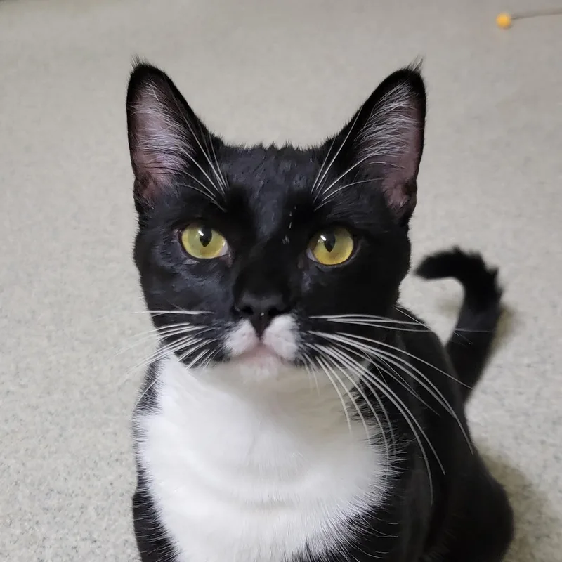 A young medium-sized male Black & White / Tuxedo Domestic Short Hair cat named Tatum for adoption in Camp Pendleton, CA