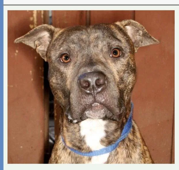 A young large-sized male Mastiff dog named Jamison for adoption in Fort Pierce, FL