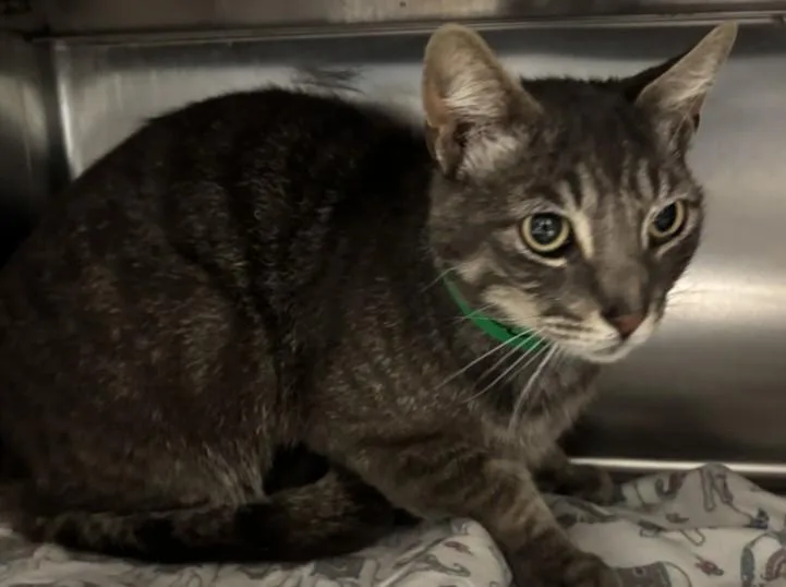 An adult small-sized male Domestic Short Hair cat named Henry for adoption in San Pedro, CA