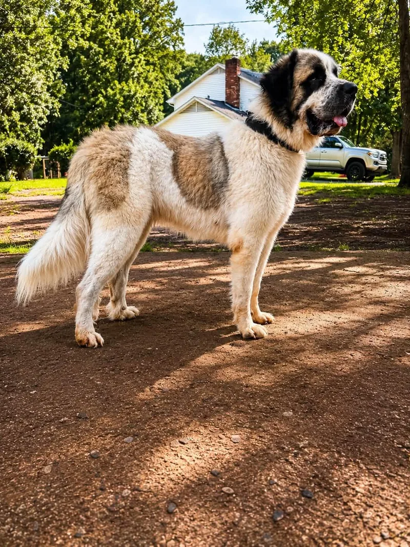An adult extra large-sized male Tricolor (Brown, Black, & White) Great Pyrenees dog named Panda for adoption in Claremont, NC