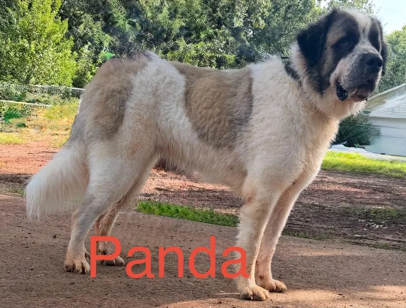 Panda thumbnail 4