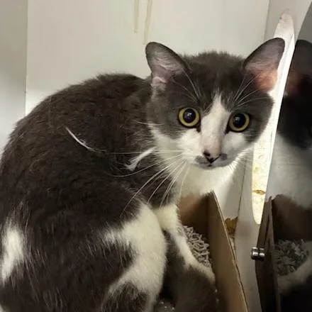 A young small-sized female Gray / Blue / Silver Domestic Short Hair cat named Mara for adoption in Jeffersonville, IN