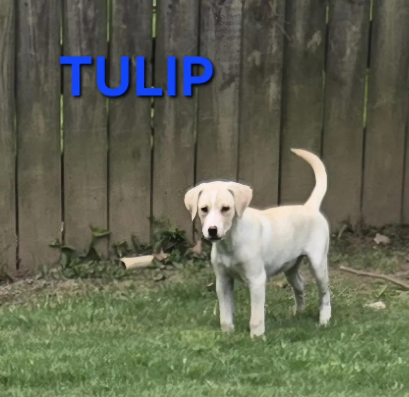 A baby medium-sized female Yellow / Tan / Blond / Fawn Labrador Retriever dog named Tulip for adoption in Medfield, MA