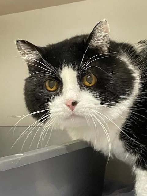 A senior medium-sized male Black & White / Tuxedo Domestic Short Hair cat named Panda for adoption in Hayward, WI
