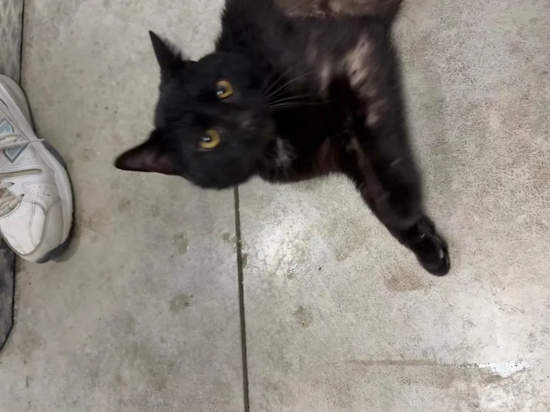 A young medium-sized male Domestic Short Hair cat named Boots for adoption in Hartford City, IN