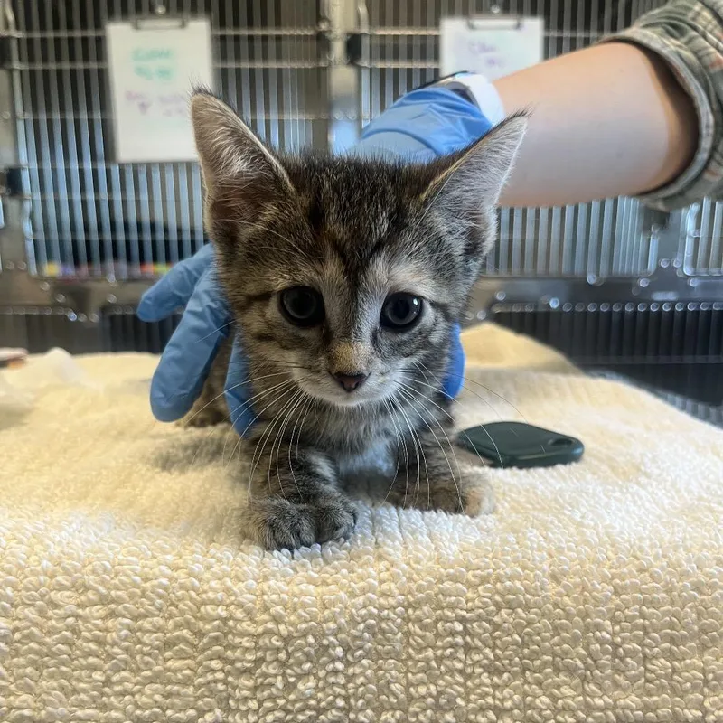 A baby small-sized female Brown / Chocolate Domestic Short Hair cat named McHale for adoption in Hinsdale, IL