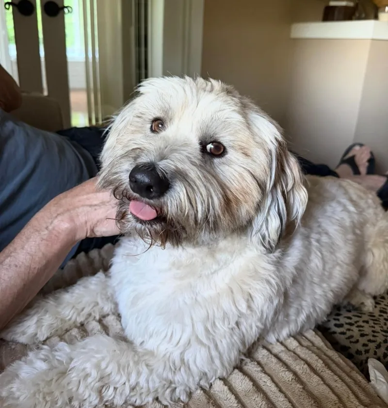Teddy thumbnail 3