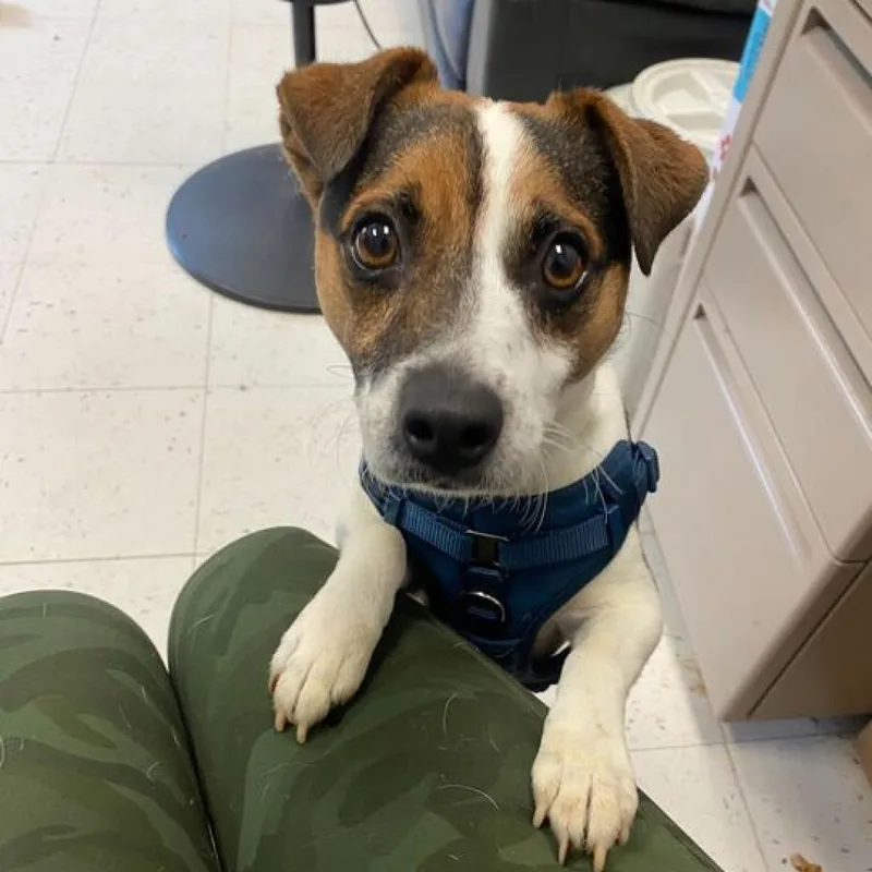 An adult small-sized male Brown / Chocolate Mixed Breed dog named Traffic Cone for adoption in Davenport, IA