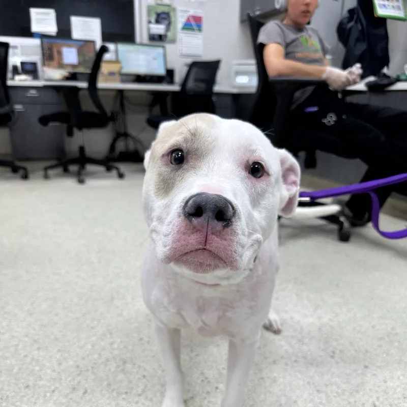 An adult large-sized female White / Cream Mixed Breed dog named Lily for adoption in Jacksonville, FL