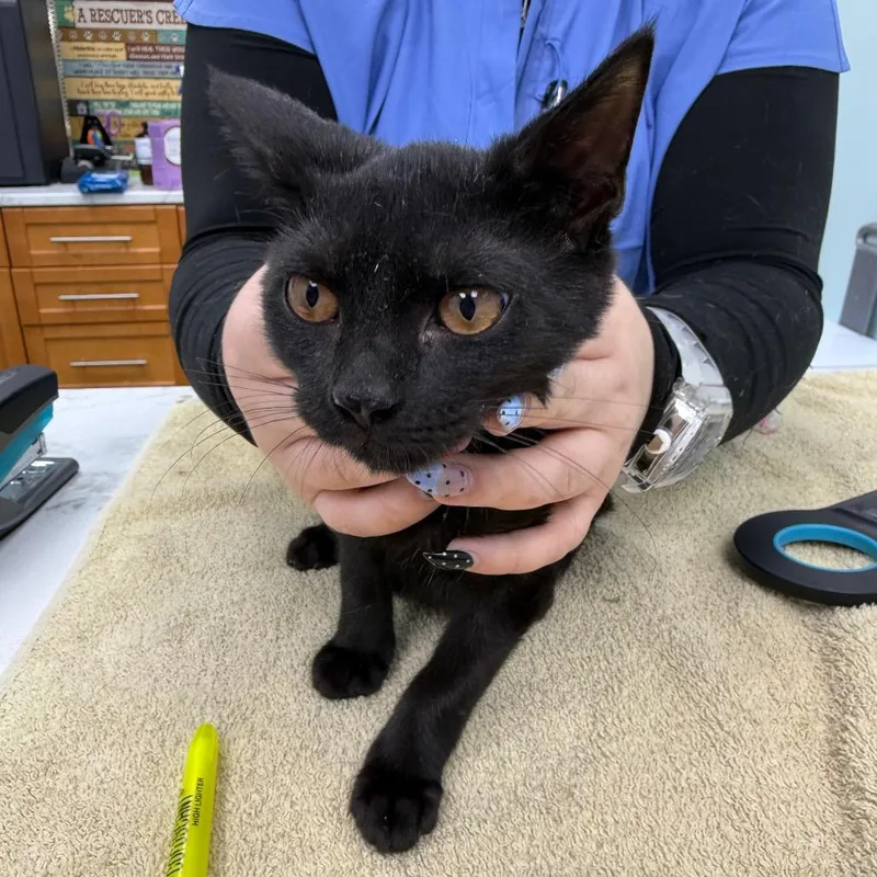 A baby small-sized male Black Domestic Short Hair cat named Joe for adoption in Lauderhill, FL