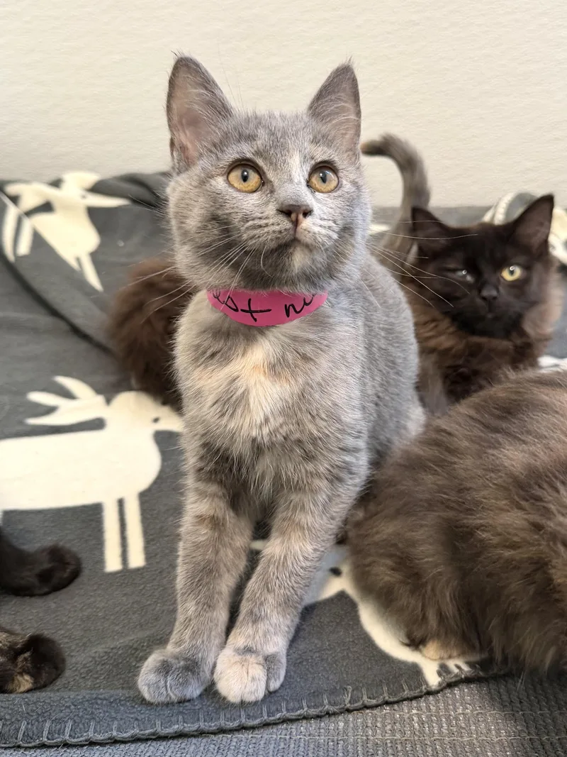 A baby medium-sized female Dilute Tortoiseshell Domestic Short Hair cat named Chestnut for adoption in Chicago, IL